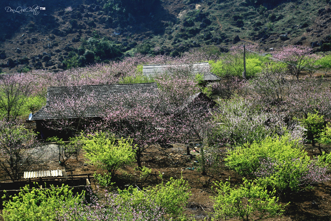 Mùa hoa đào đẹp ngất ngây trên cao nguyên Mộc Châu